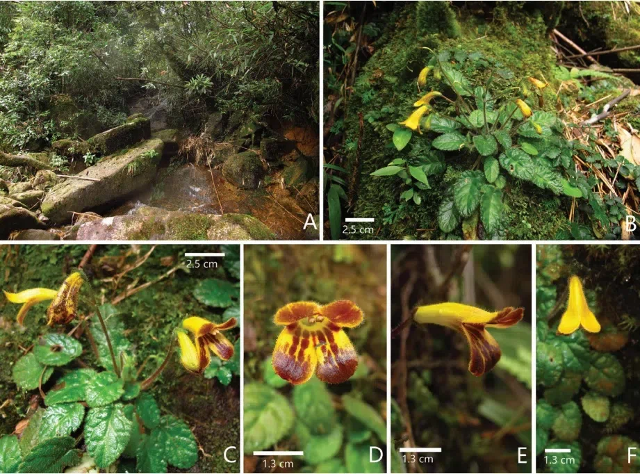 The newest published taxa and newest record of Gesneriaceae from China before 31 December 2019 (27)