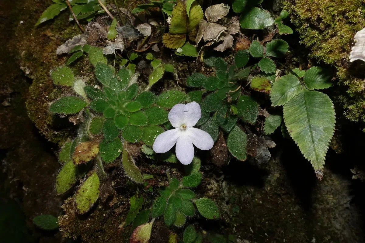 The newest published taxa and newest record of Gesneriaceae from China before 31 December 2019 (25)