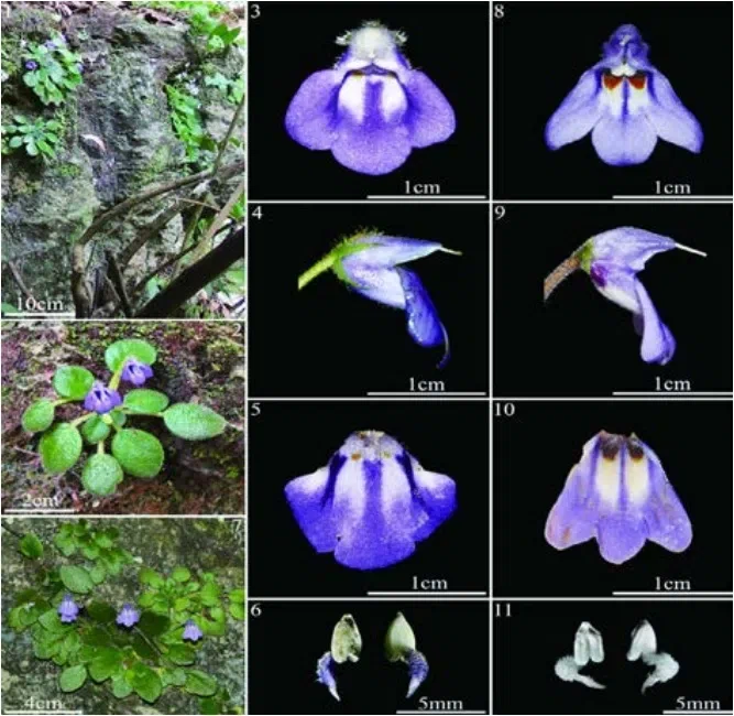 ​​The newest published taxa and newest record of Gesneriaceae from China before 31 December 2019 (26)