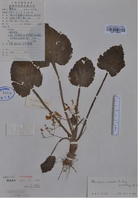 The newest published taxa and newest record of Gesneriaceae from China before 31 December 2019 (24)