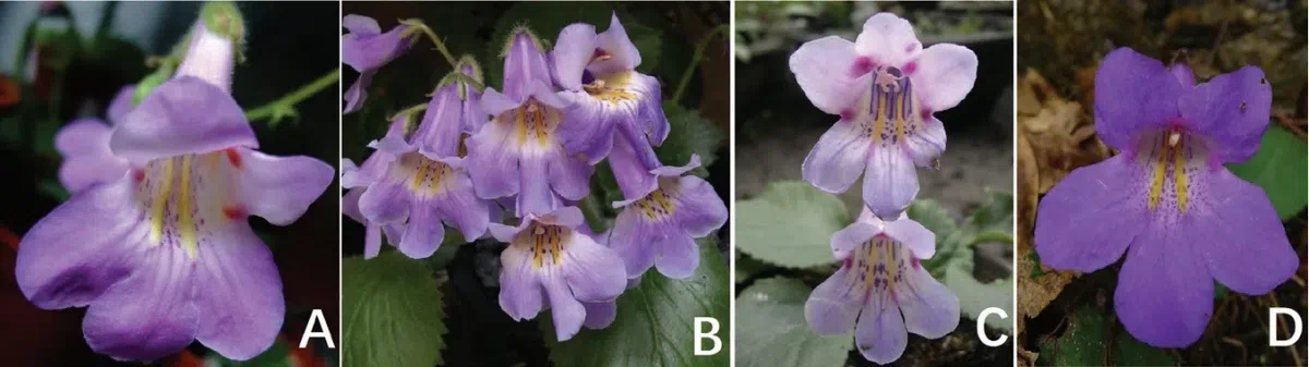 The newest published taxa and newest record of Gesneriaceae from China before 31 December 2019 (28)