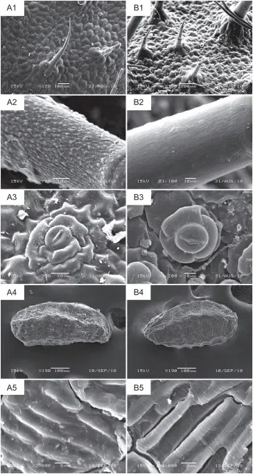 ​​The newest publishedtaxa and newest record of Gesneriaceae from China before 31 December 2019 (29)