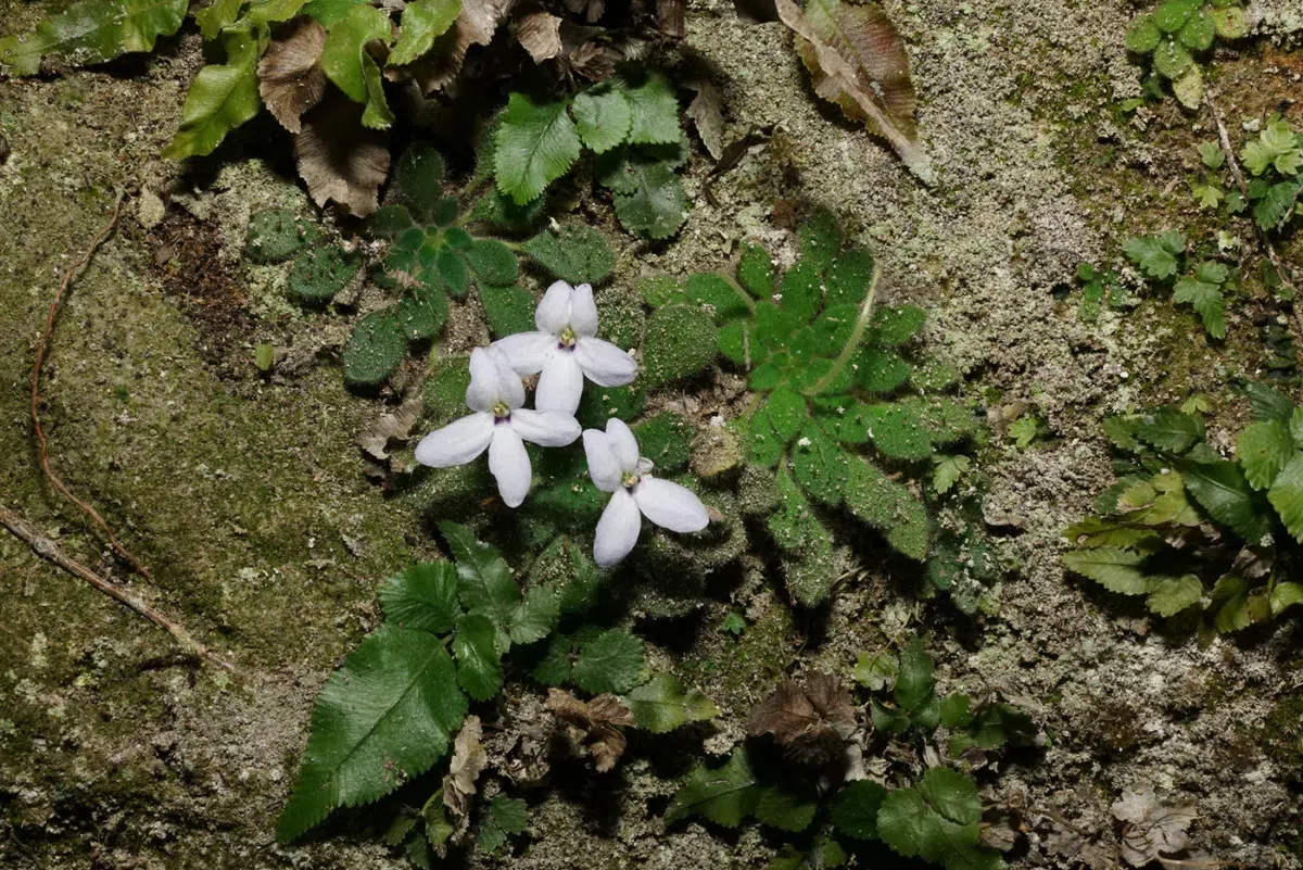 The newest published taxa and newest record of Gesneriaceae from China before 31 December 2019 (25)