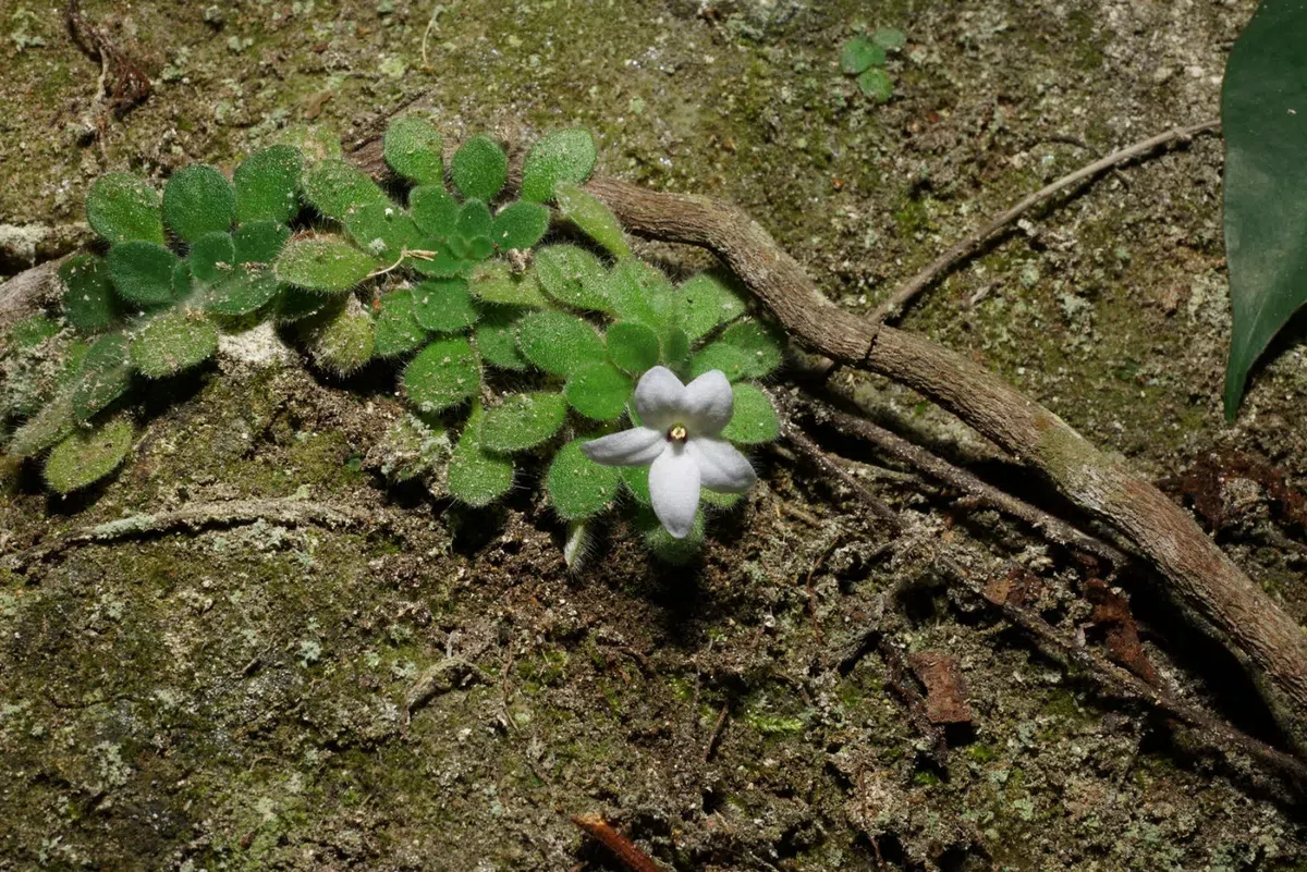 The newest published taxa and newest record of Gesneriaceae from China before 31 December 2019 (25)