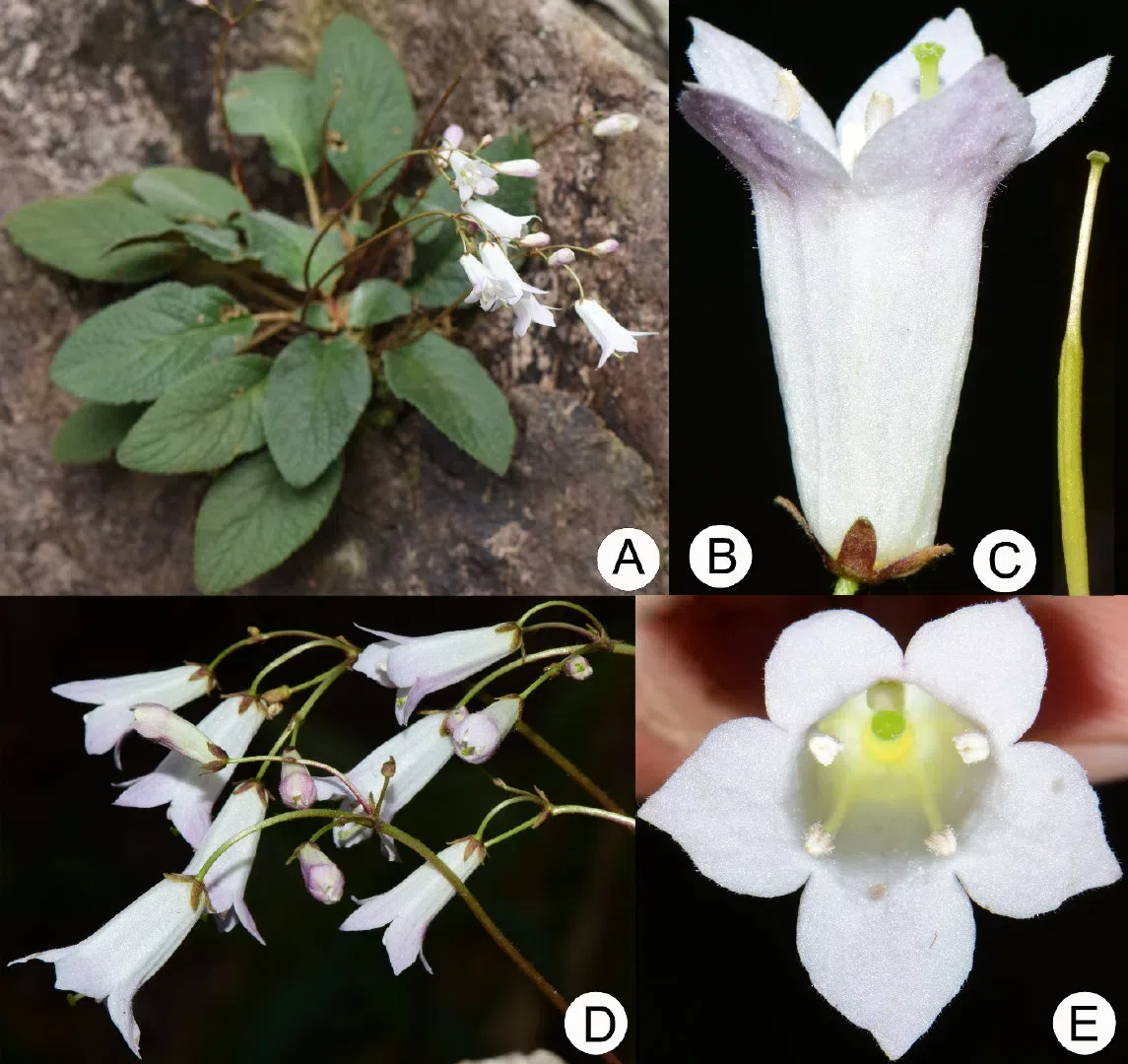 The newest published taxa and newest record of Gesneriaceae from China before 31 December 2019 (32)