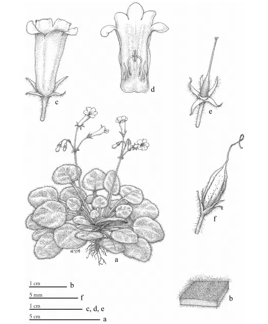 The newest published taxa and newest record of Gesneriaceae from China before 31 December 2019 (24)