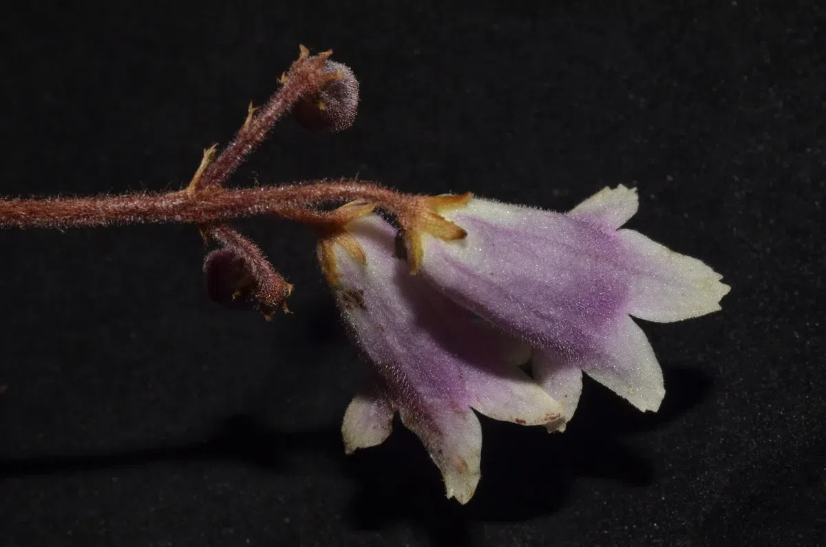 The newest published taxa and newest record of Gesneriaceae from China before 31 December 2019 (32)