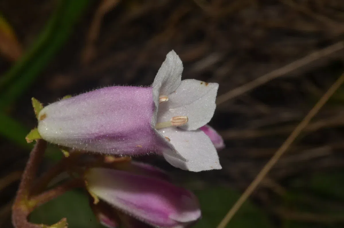 The newest published taxa and newest record of Gesneriaceae from China before 31 December 2019 (32)