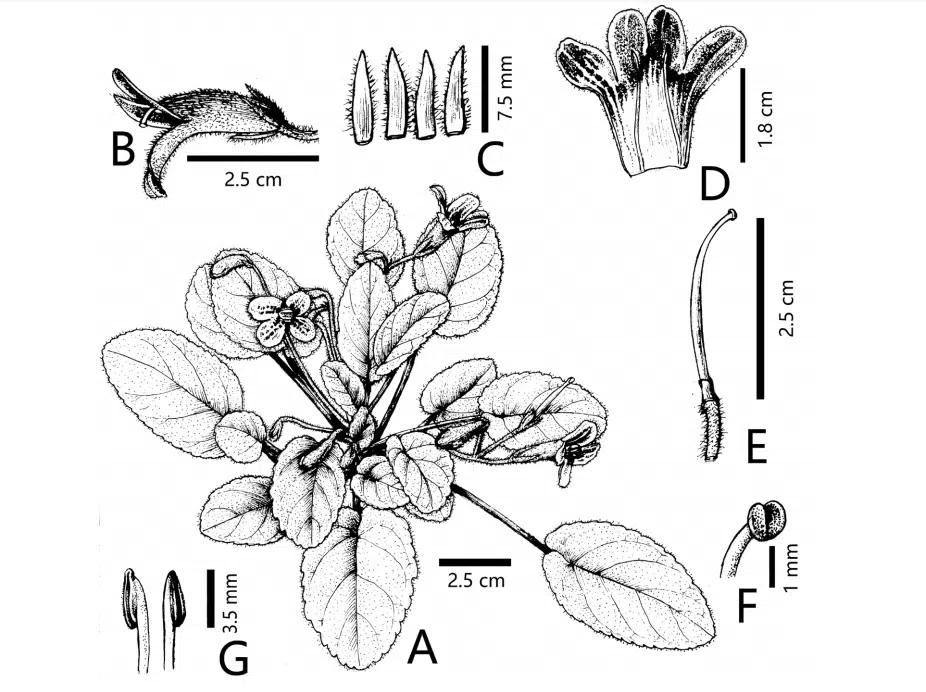 2019年度发表的苦苣苔科植物新种、新分类群和分布新记录（27）