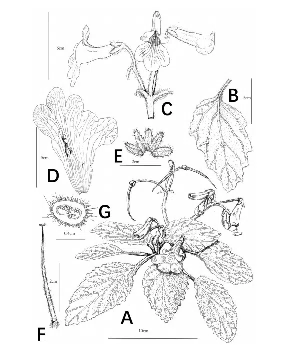 The newest published taxa and newest record of Gesneriaceae from China before 31 December 2019 (28)