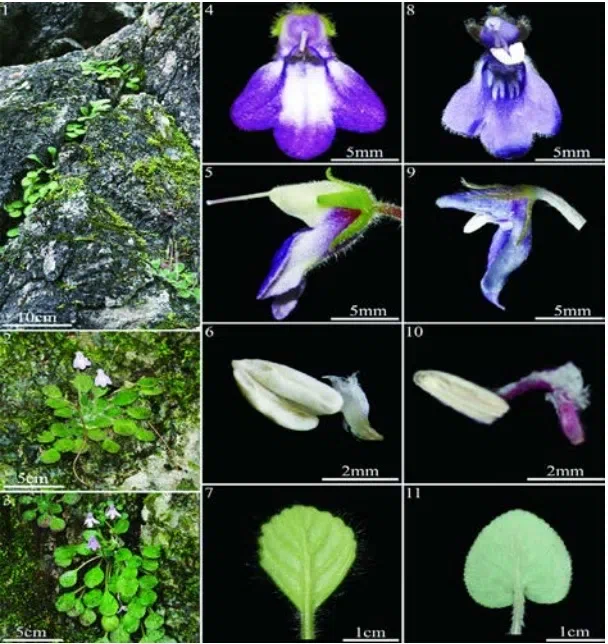 ​​The newest published taxa and newest record of Gesneriaceae from China before 31 December 2019 (26)