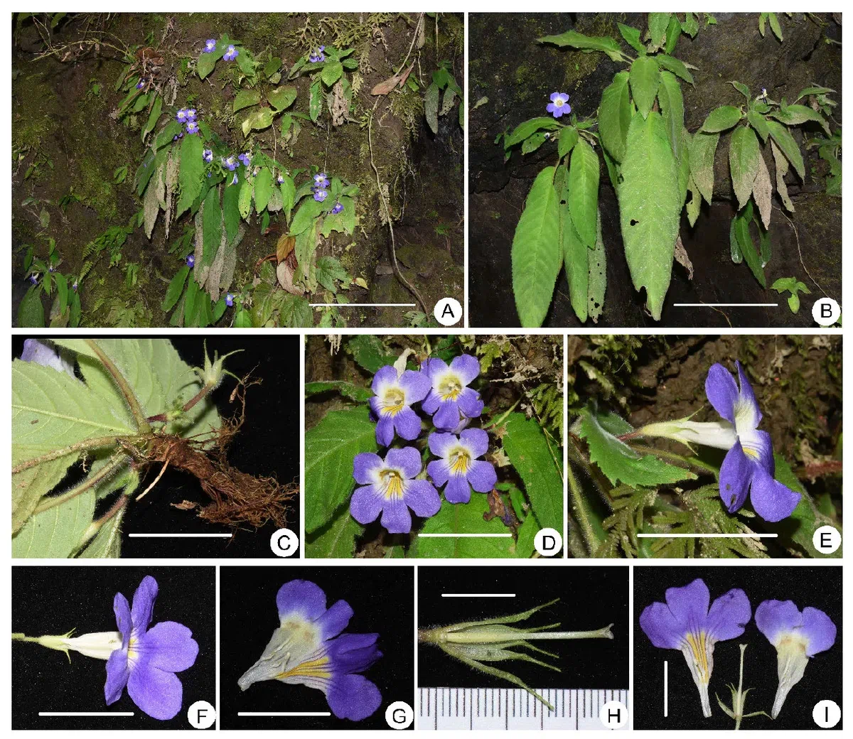 The newest published taxa and newest record of Gesneriaceae from China before 31 December 2019 (23)