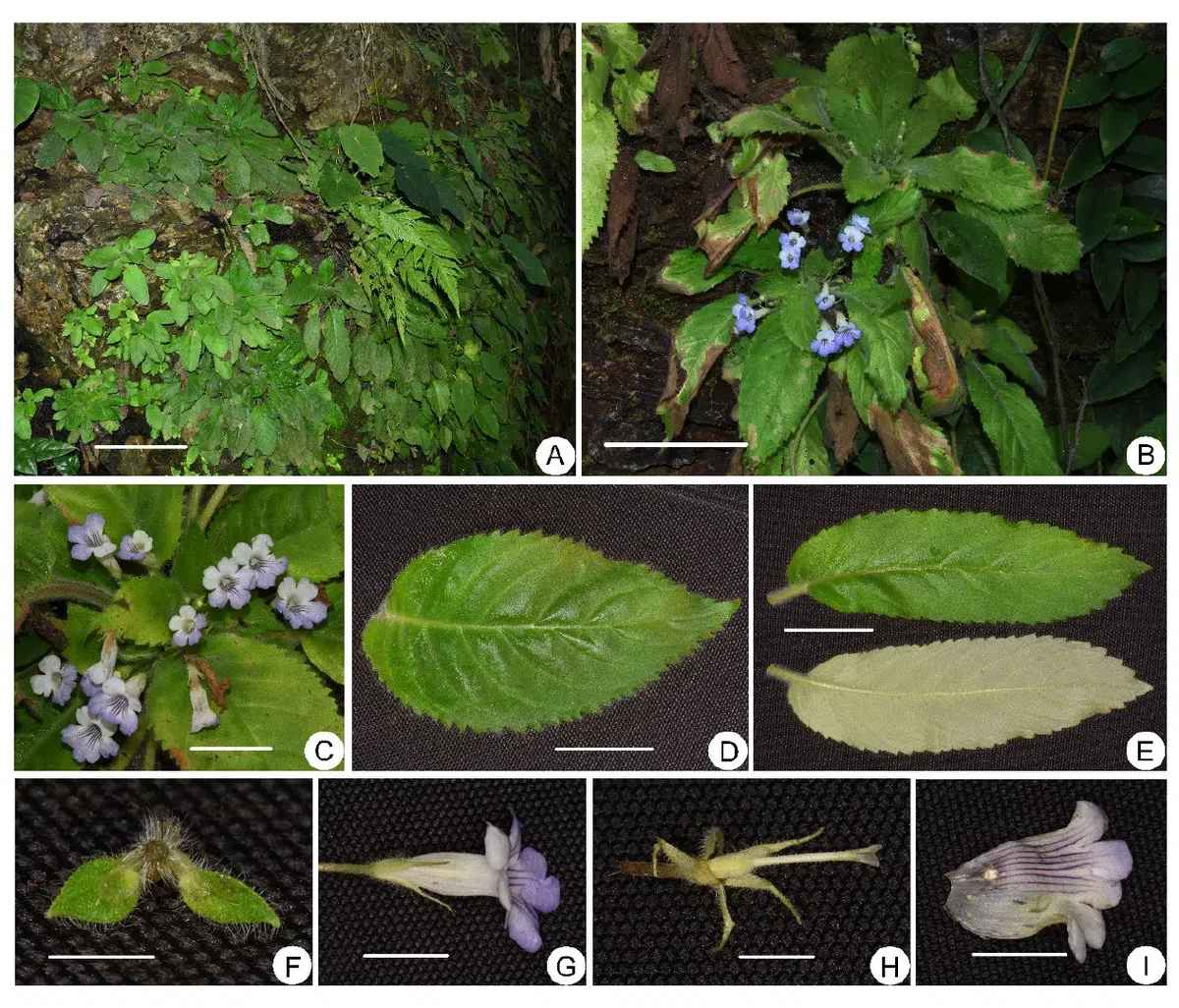 2019年度发表的苦苣苔科植物新种、新分类群和分布新记录（23）