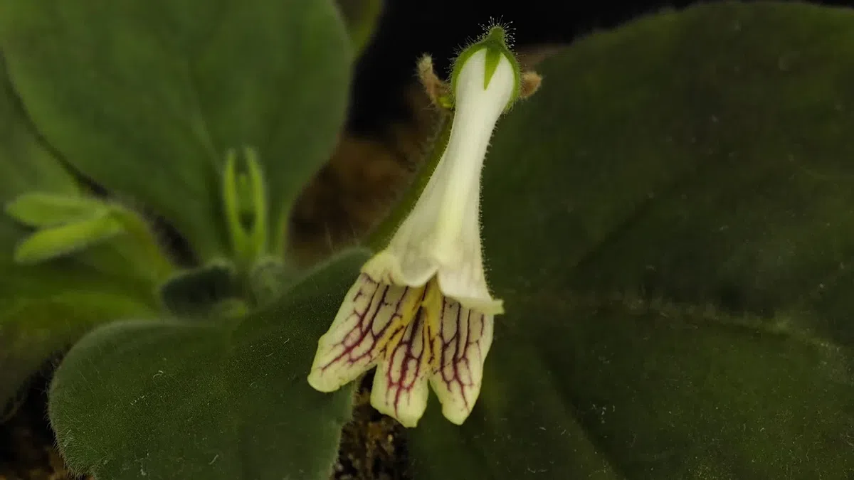 The newest published taxa and newest record of Gesneriaceae from China before 31 December 2020 (4)