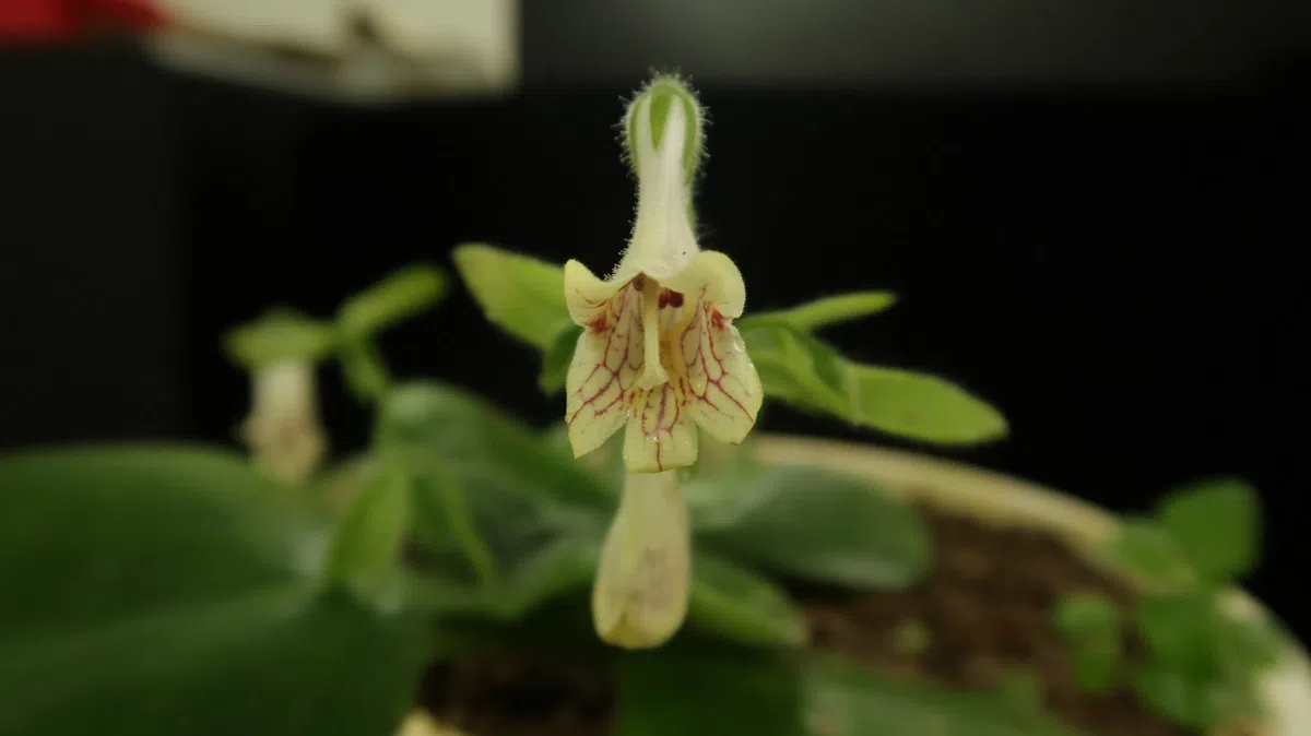 The newest published taxa and newest record of Gesneriaceae from China before 31 December 2020 (4)