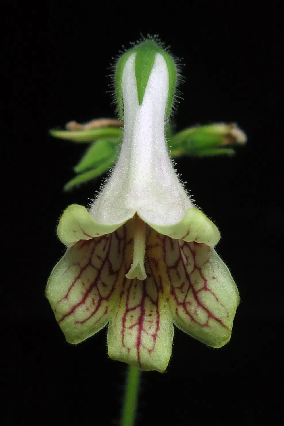 The newest published taxa and newest record of Gesneriaceae from China before 31 December 2020 (4)