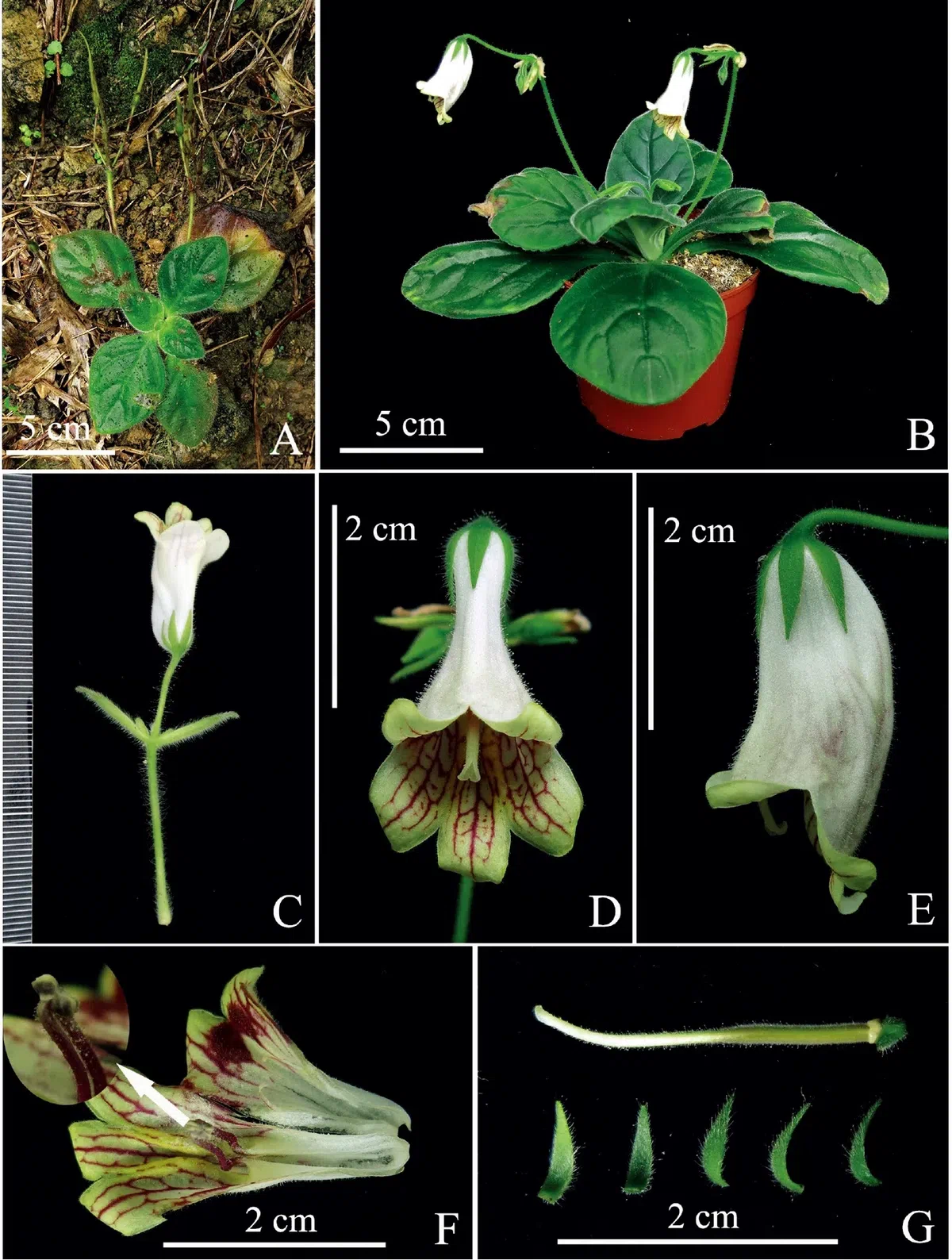 The newest published taxa and newest record of Gesneriaceae from China before 31 December 2020 (4)