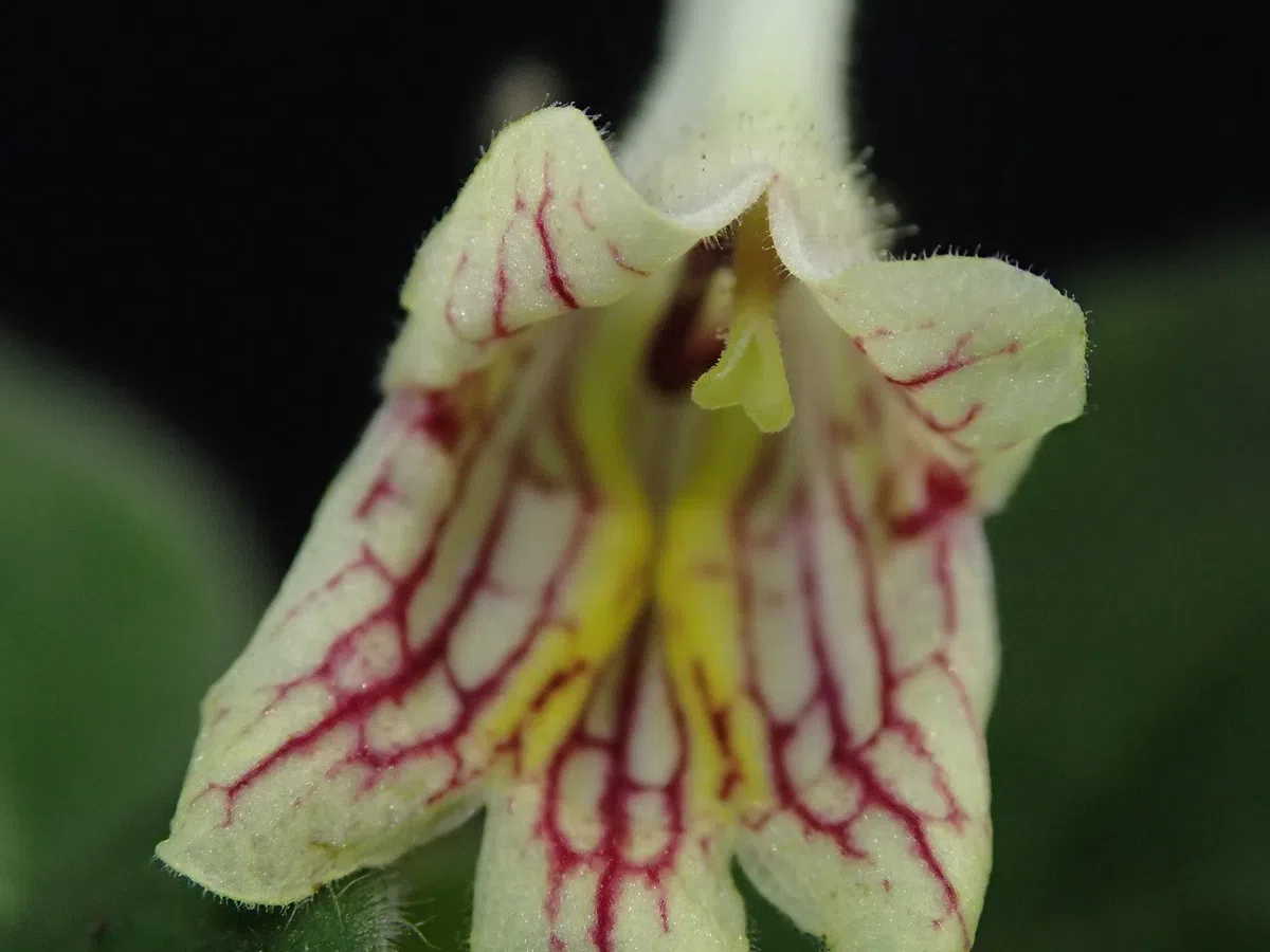 The newest published taxa and newest record of Gesneriaceae from China before 31 December 2020 (4)