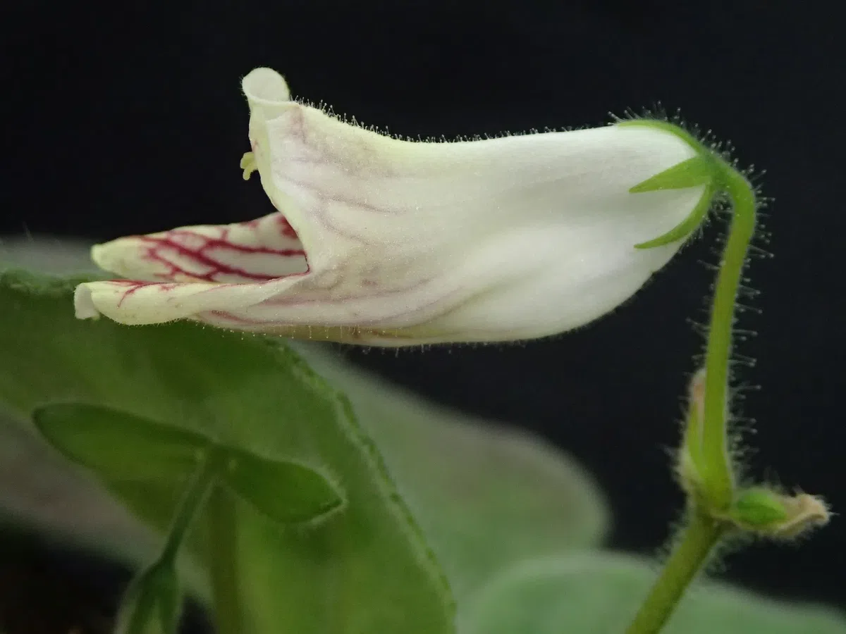 The newest published taxa and newest record of Gesneriaceae from China before 31 December 2020 (4)