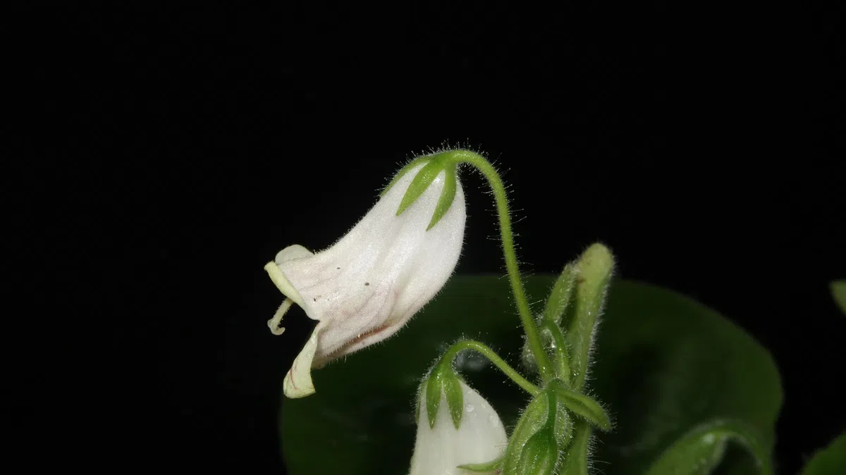 The newest published taxa and newest record of Gesneriaceae from China before 31 December 2020 (4)