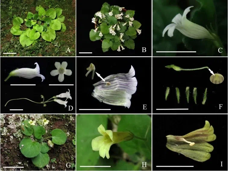 The newest published taxa and newest record of Gesneriaceae from China before 31 December 2020 (5)