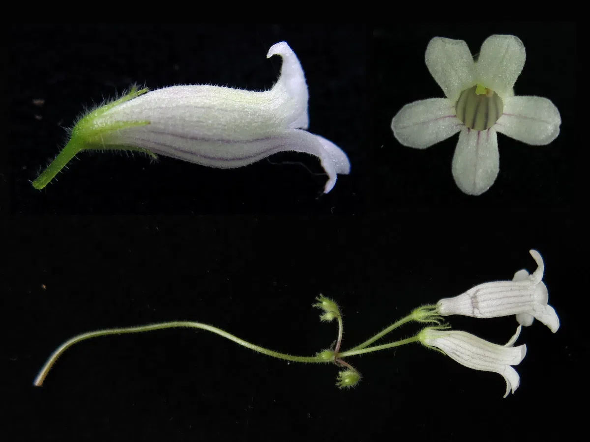 The newest published taxa and newest record of Gesneriaceae from China before 31 December 2020 (5)