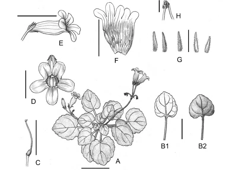 The newest published taxa and newest record of Gesneriaceae from China before 31 December 2020 (5)