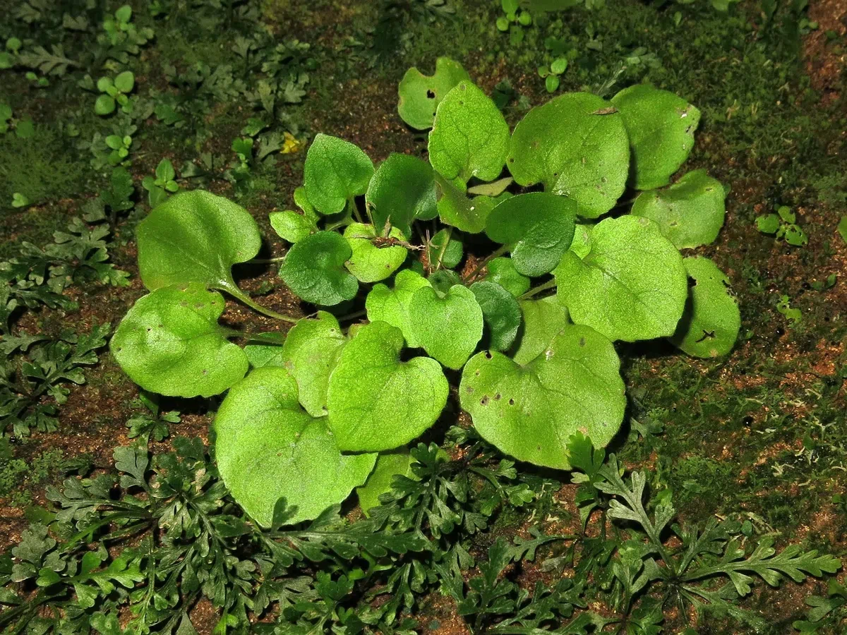 The newest published taxa and newest record of Gesneriaceae from China before 31 December 2020 (5)