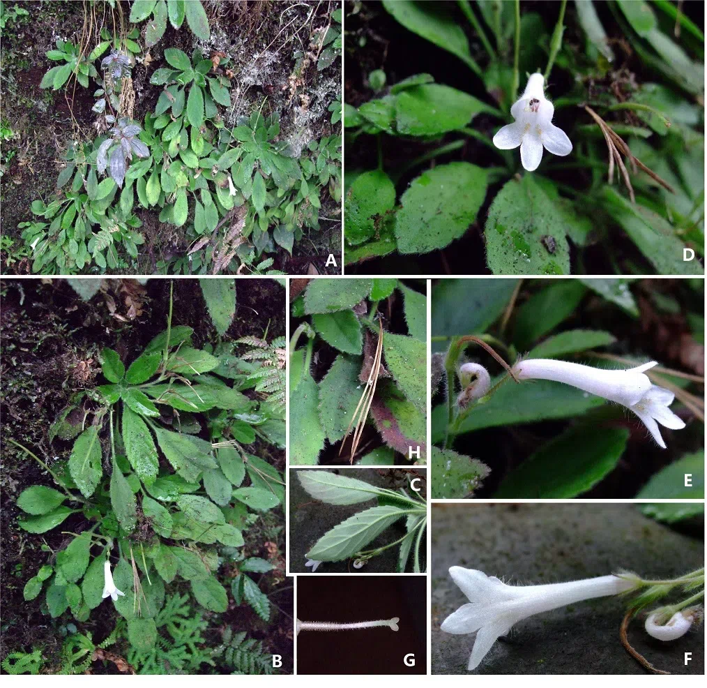 The newest published taxa and newest record of Gesneriaceae from China before 31 December 2020 (6)