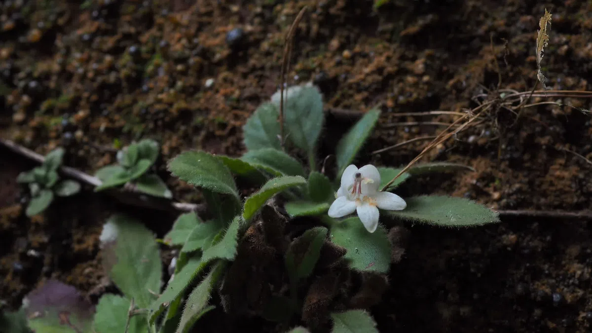 The newest published taxa and newest record of Gesneriaceae from China before 31 December 2020 (6)