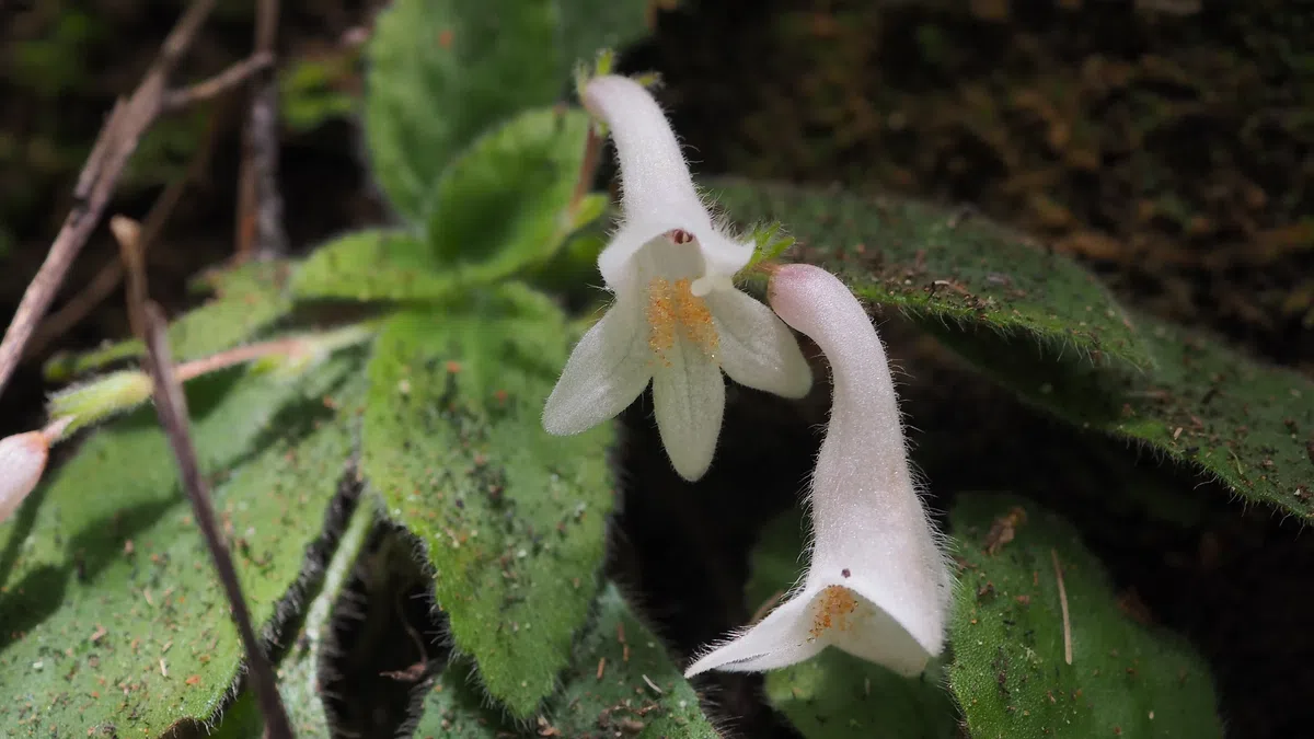 The newest published taxa and newest record of Gesneriaceae from China before 31 December 2020 (6)