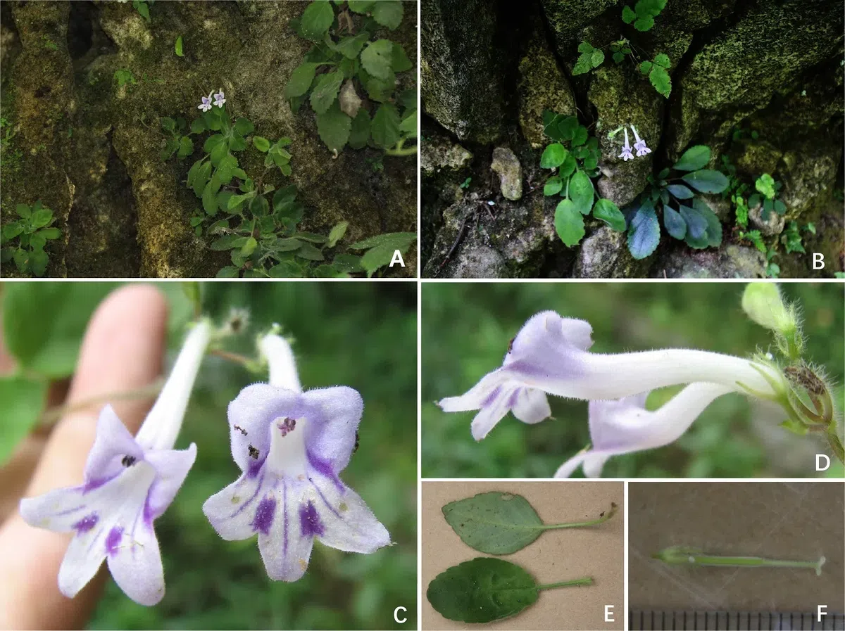 The newest published taxa and newest record of Gesneriaceae from China before 31 December 2020 (6)