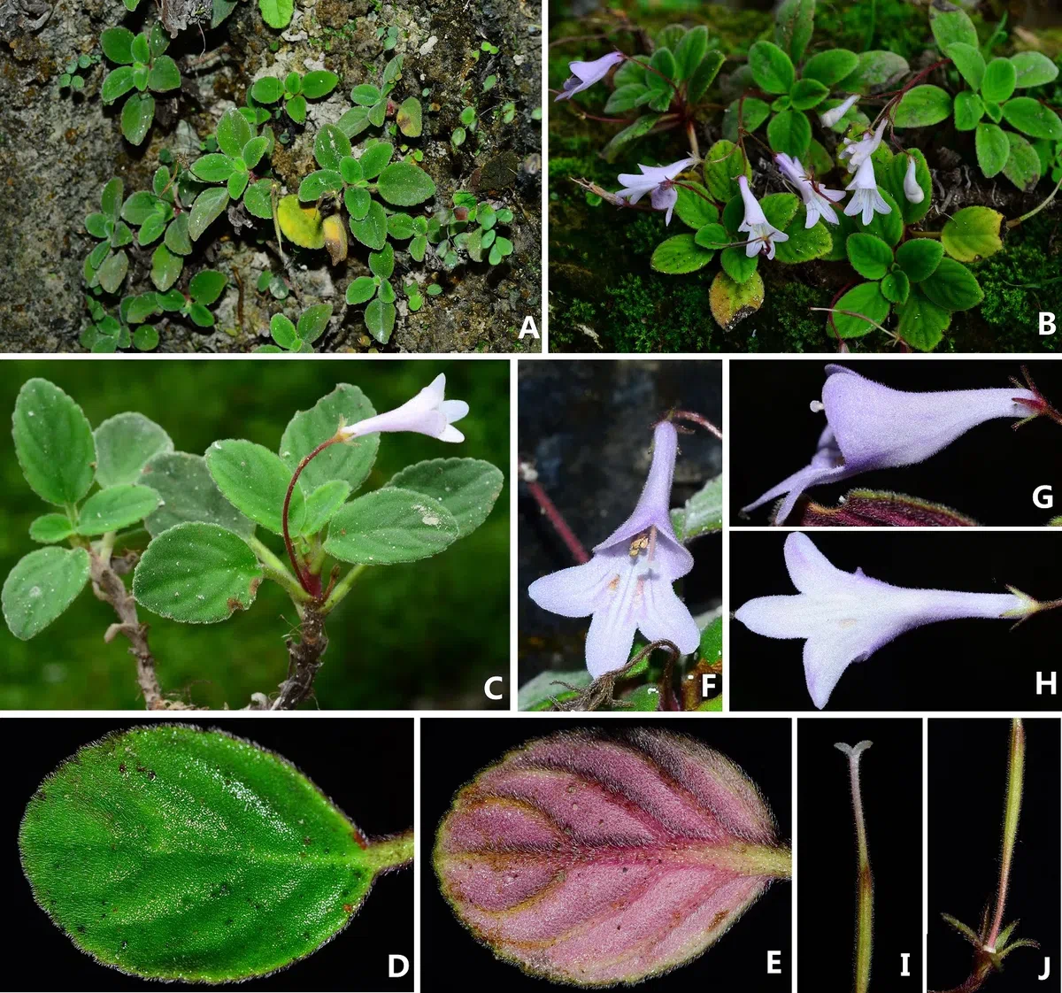 The newest published taxa and newest record of Gesneriaceae from China before 31 December 2020 (6)