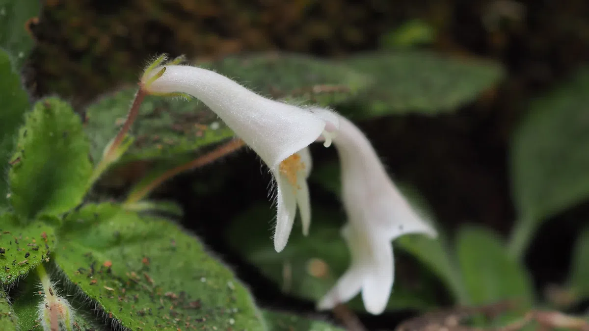 The newest published taxa and newest record of Gesneriaceae from China before 31 December 2020 (6)