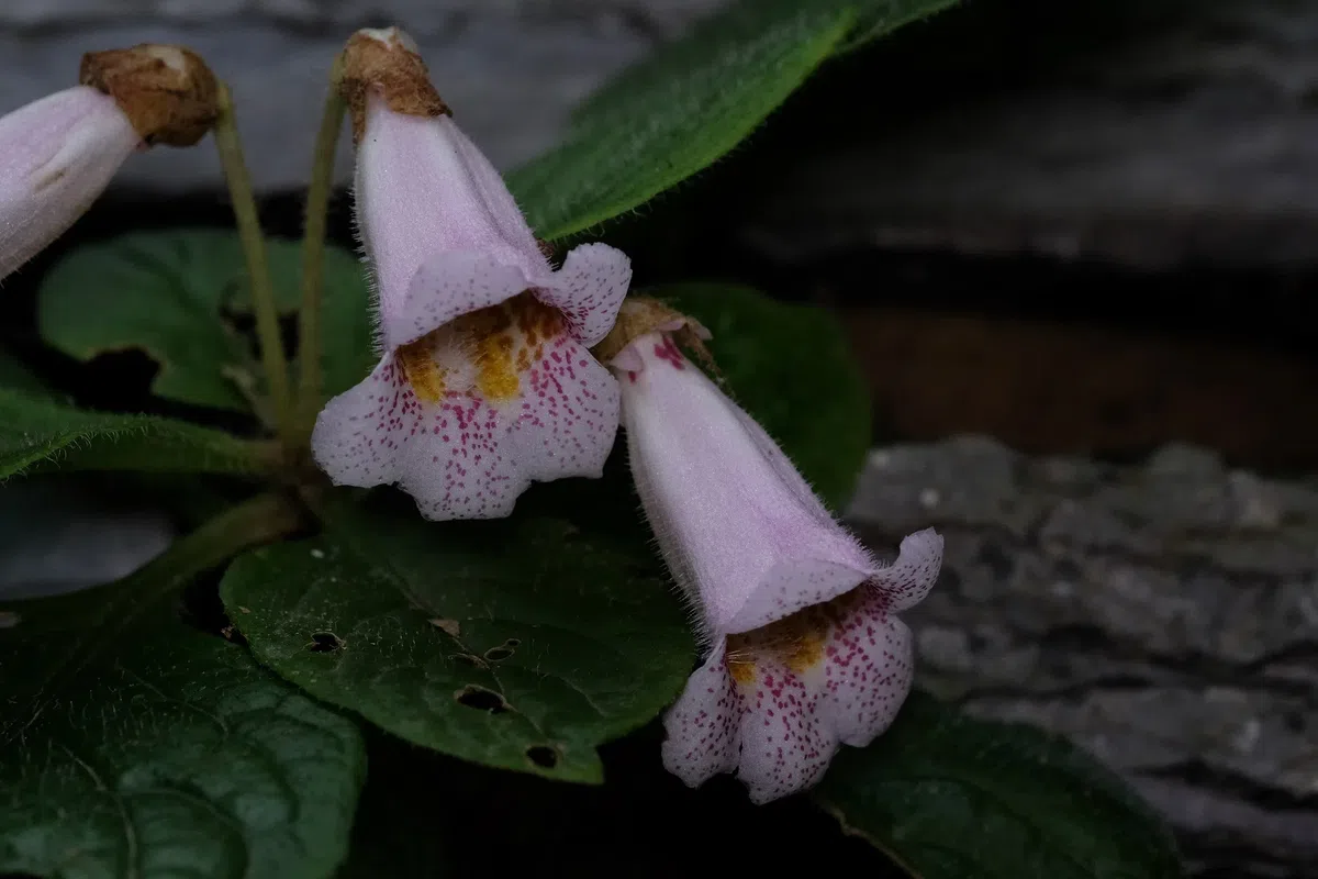 The newest published taxa and newest record of Gesneriaceae from China before 31 December 2020 (3)