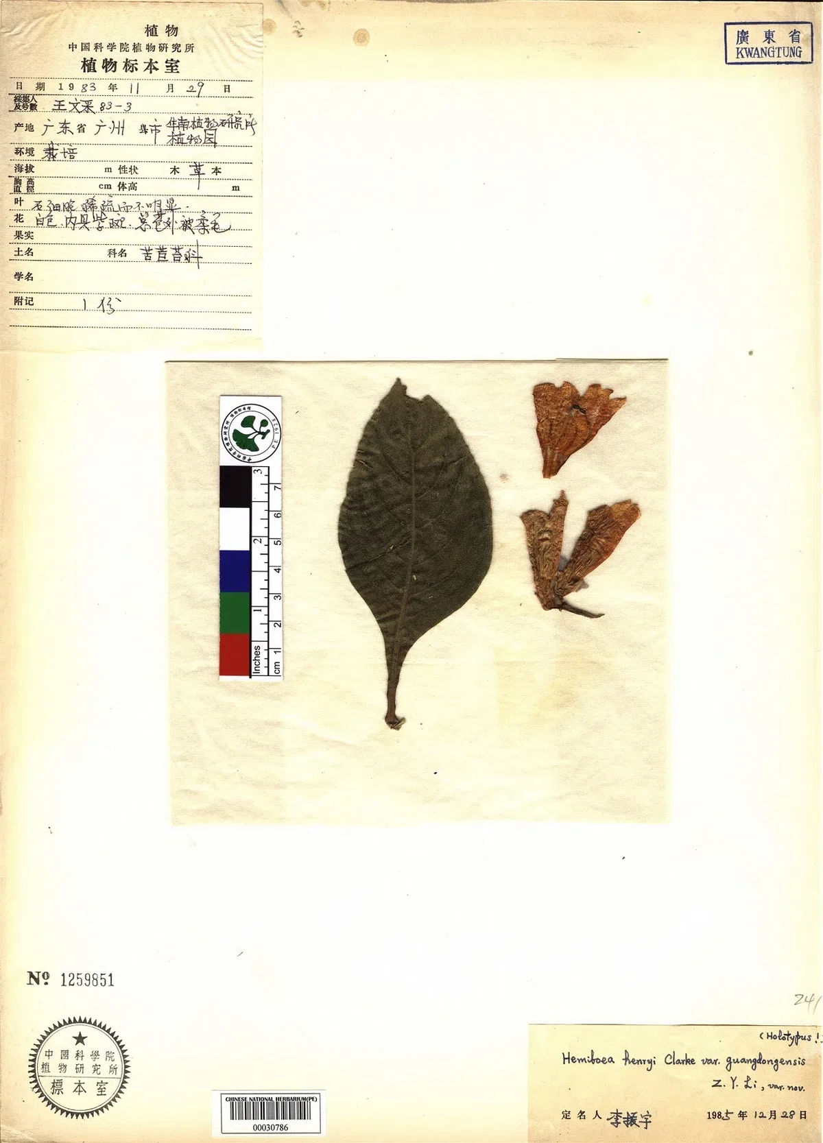 The newest published taxa and newest record of Gesneriaceae from China before 31 December 2020 (3)