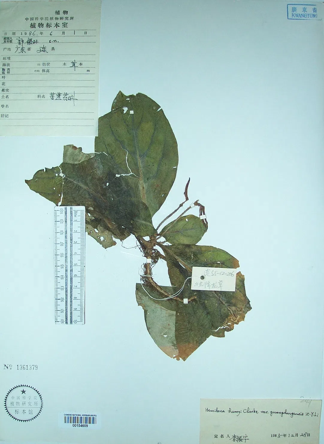 The newest published taxa and newest record of Gesneriaceae from China before 31 December 2020 (3)