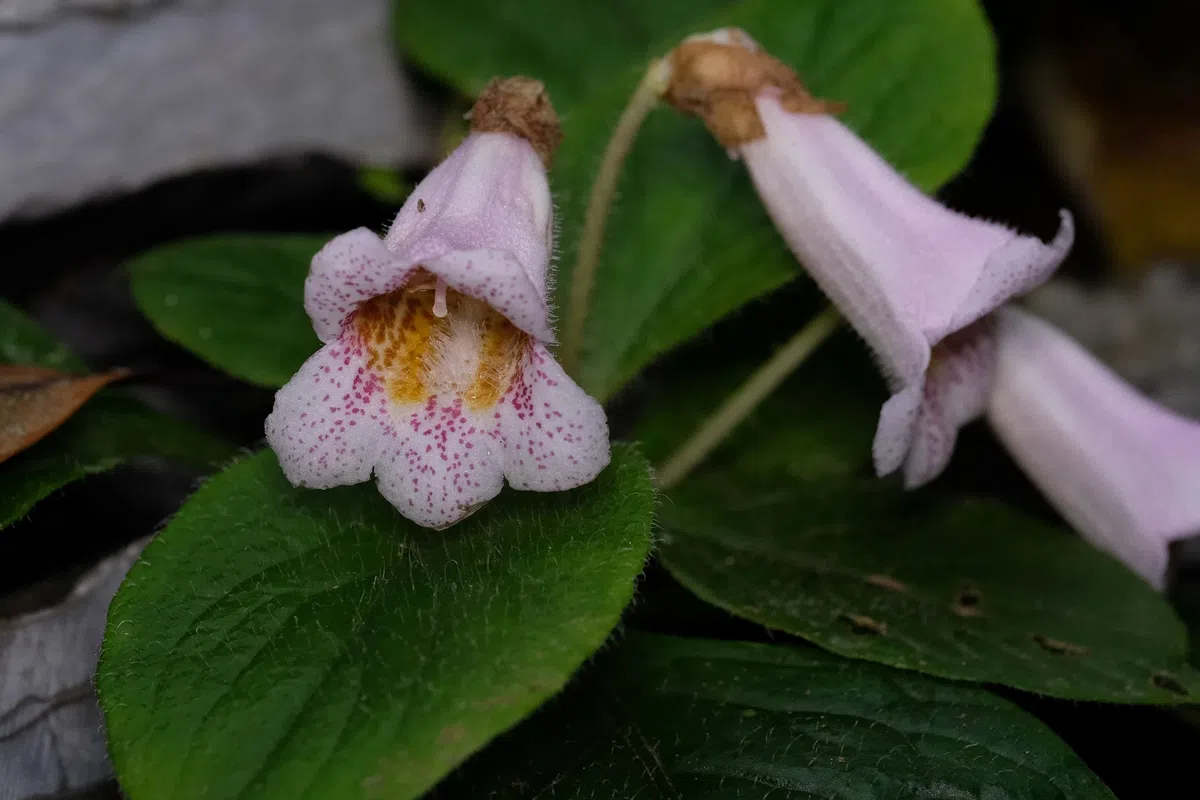 The newest published taxa and newest record of Gesneriaceae from China before 31 December 2020 (3)