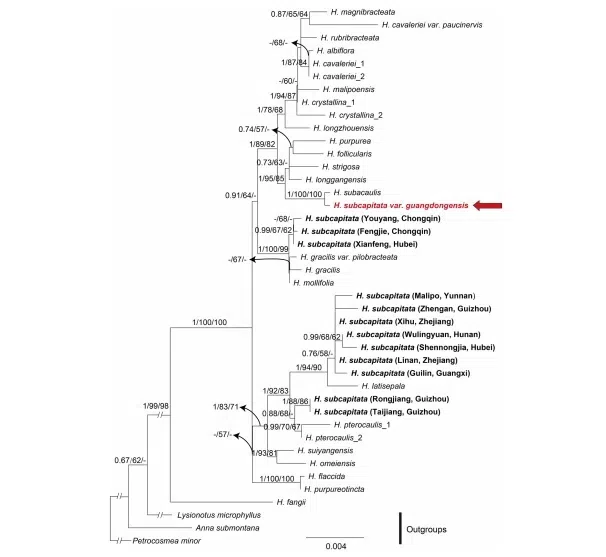 The newest published taxa and newest record of Gesneriaceae from China before 31 December 2020 (3)