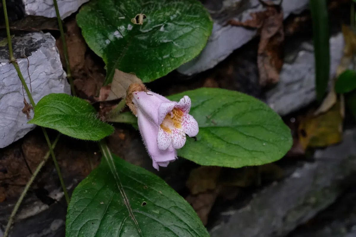 The newest published taxa and newest record of Gesneriaceae from China before 31 December 2020 (3)