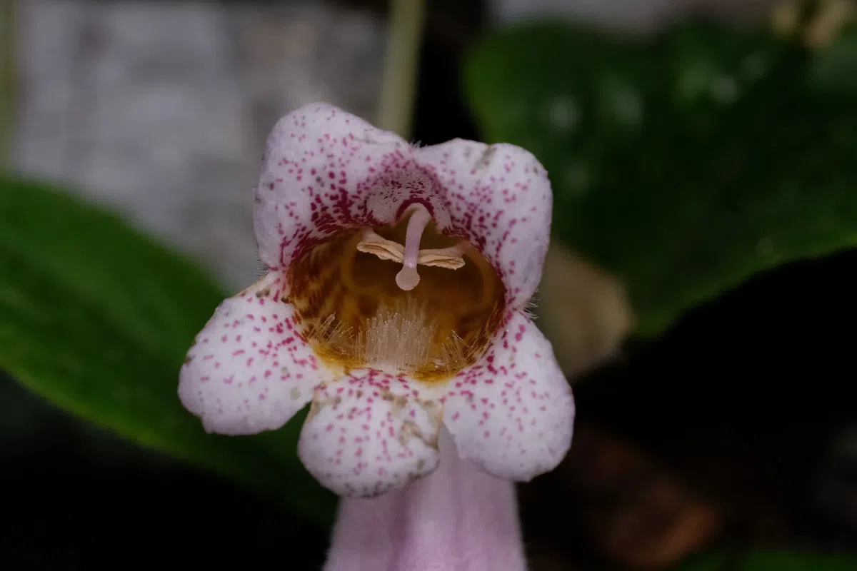 The newest published taxa and newest record of Gesneriaceae from China before 31 December 2020 (3)