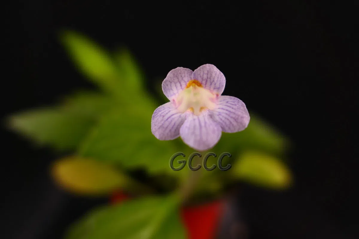 14 international registries of new cultivars in Gesneriaceae