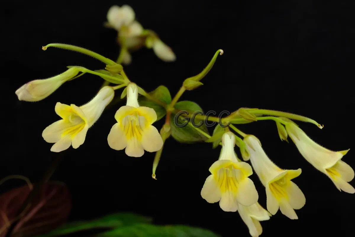 14 international registries of new cultivars in Gesneriaceae