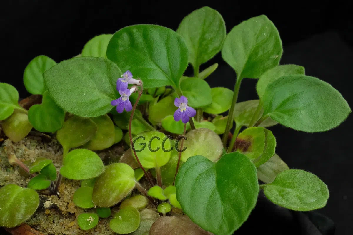 14 international registries of new cultivars in Gesneriaceae