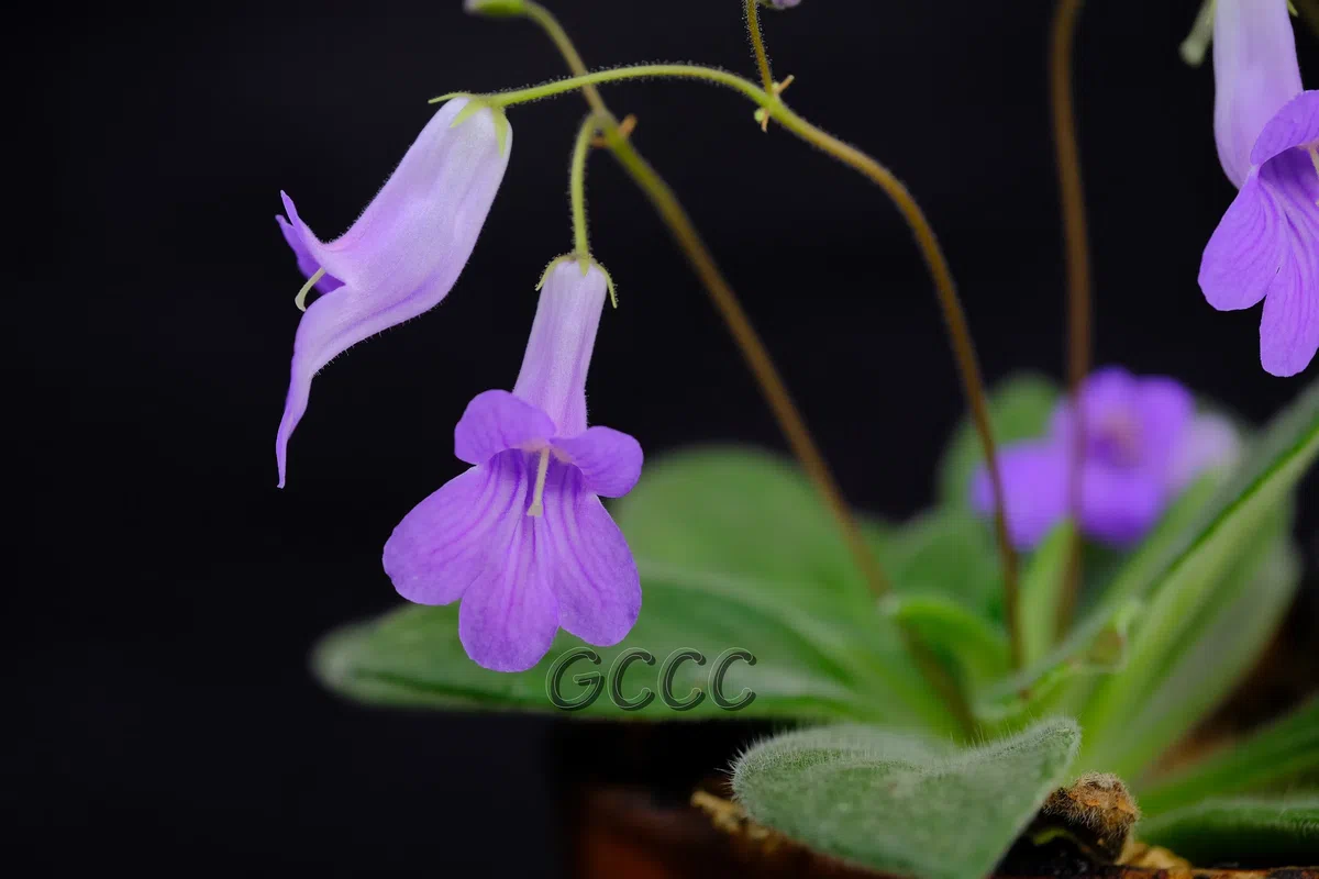 14 international registries of new cultivars in Gesneriaceae