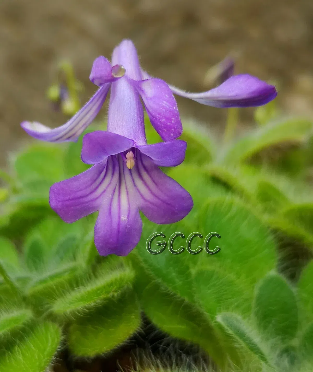 14 international registries of new cultivars in Gesneriaceae