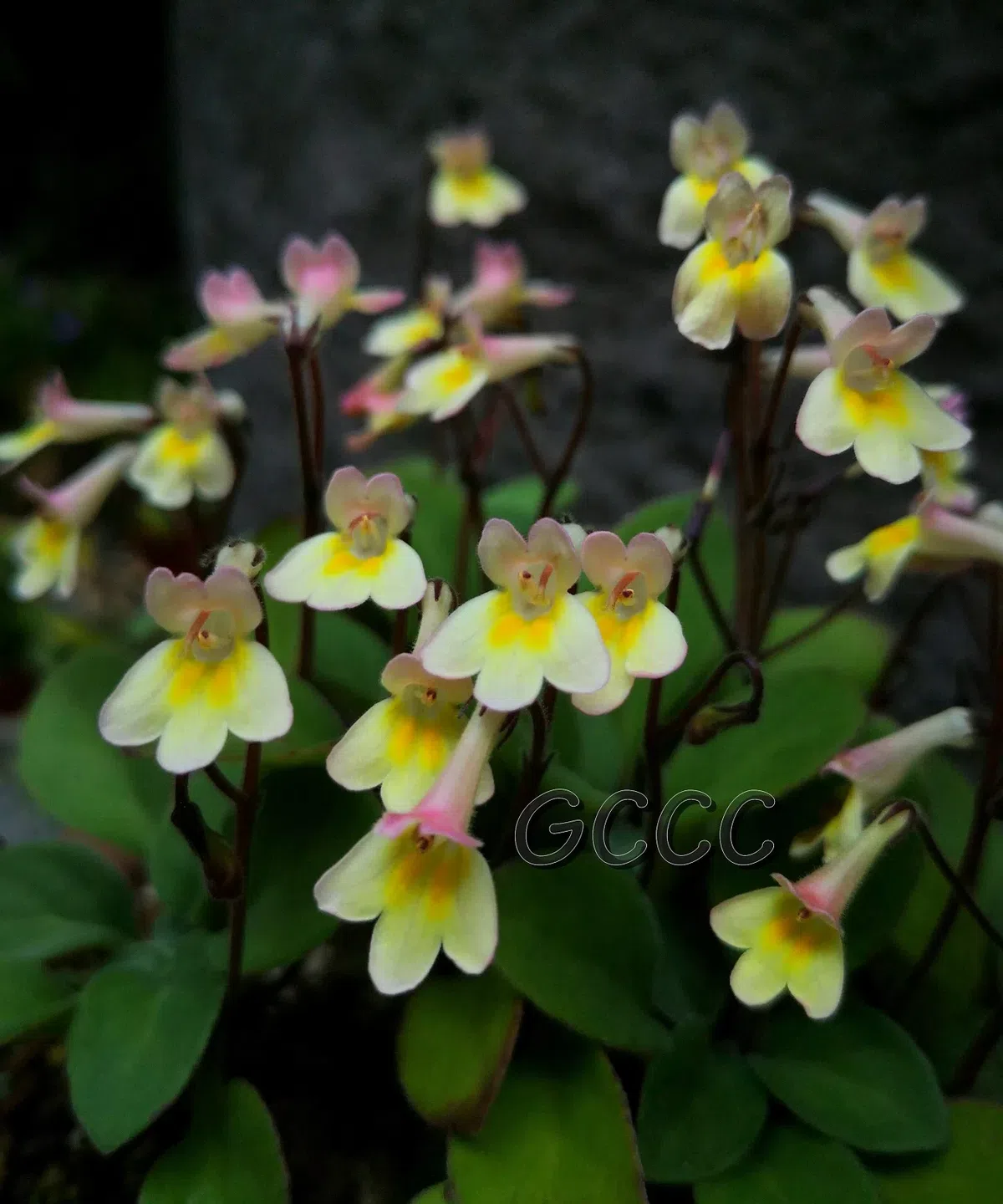 14 international registries of new cultivars in Gesneriaceae