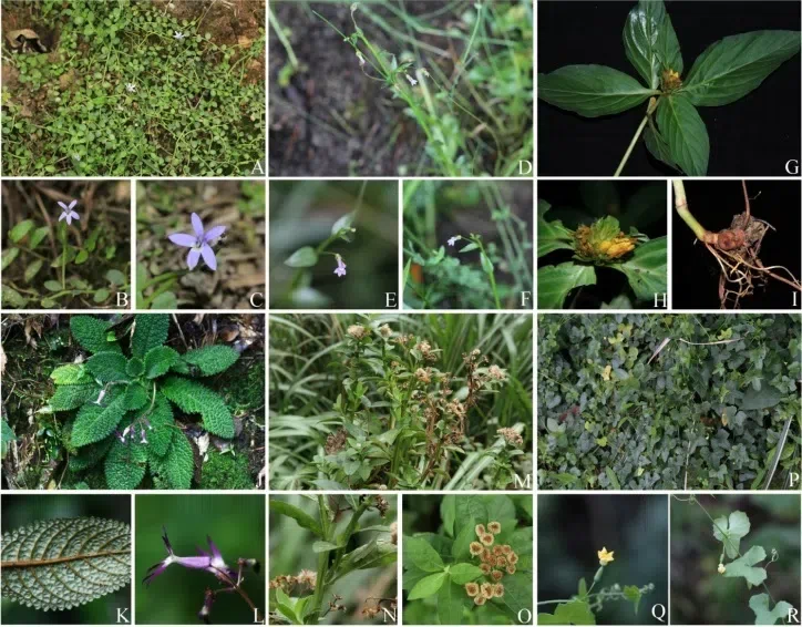 2020年度发表的苦苣苔科植物新种、新分类群和分布新记录（7）