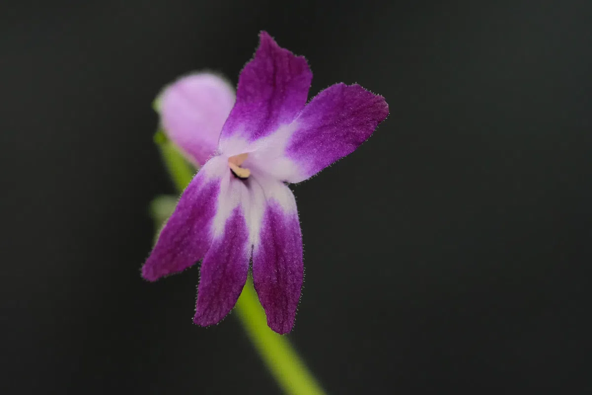 The newest published taxa and newest record of Gesneriaceae from China before 31 December 2020 (7)