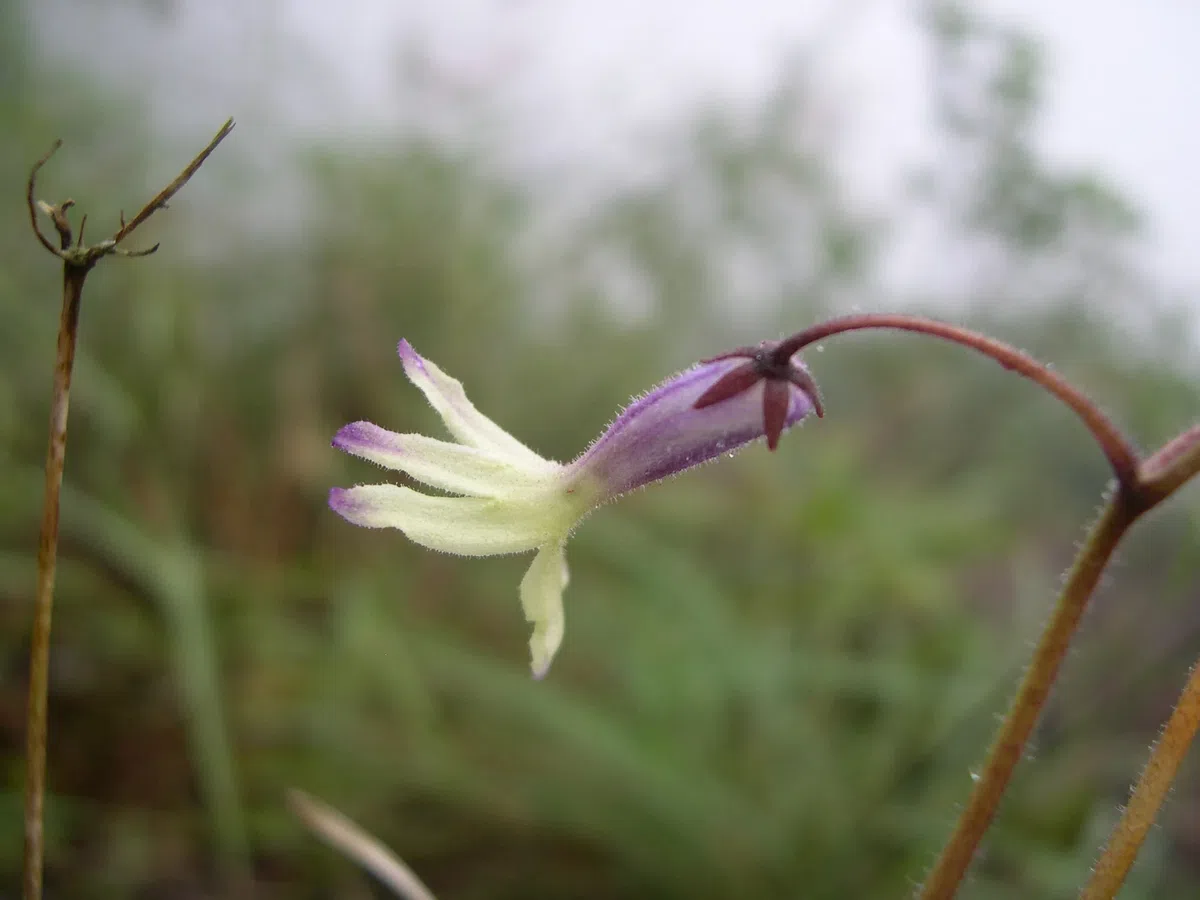 The newest published taxa and newest record of Gesneriaceae from China before 31 December 2020 (7)